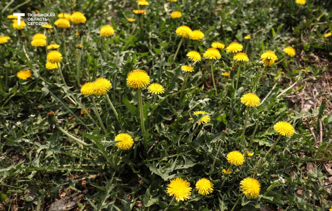 В Тюмени на майские выходные ожидается переменчивая погода, вероятны дожди