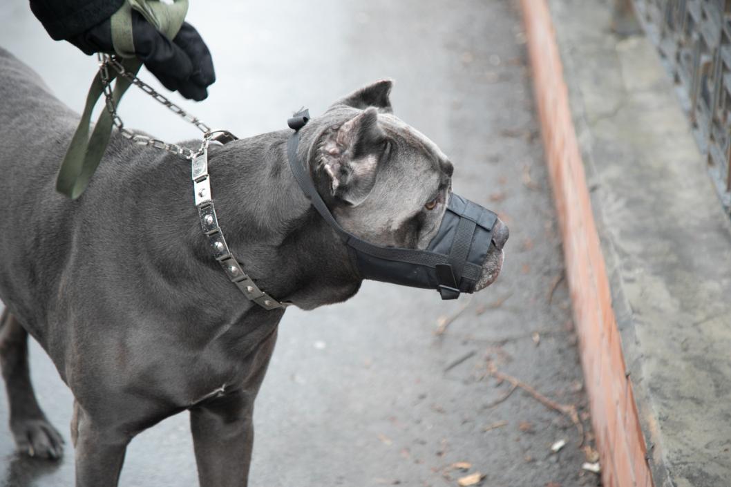 В России за выгул собак без намордника могут ввести штрафы