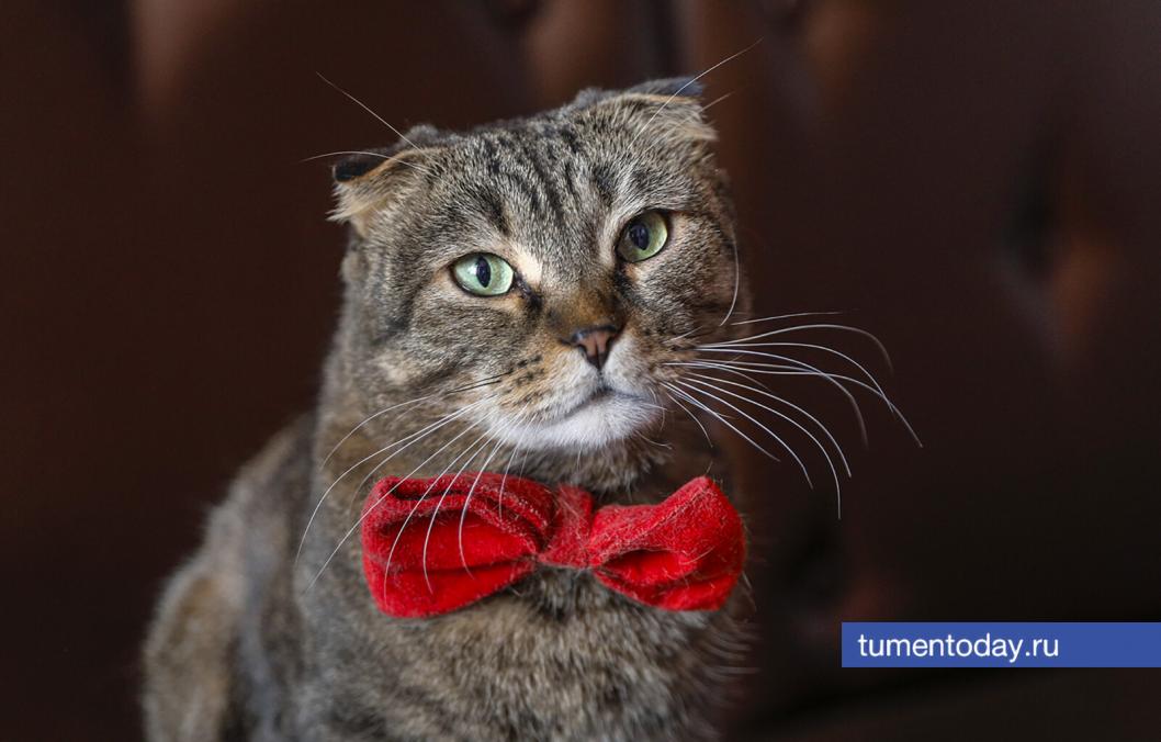 Тюменские волонтеры «Потеряшек» выиграли президентский грант на выставку животных