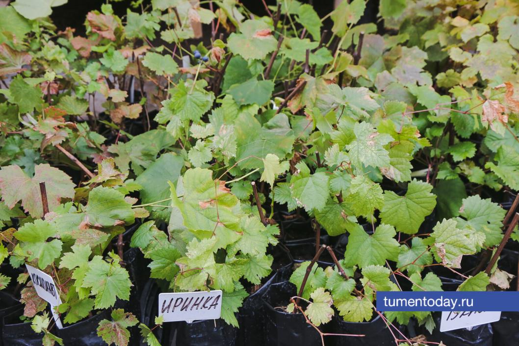 Фото Дениса Моргунова