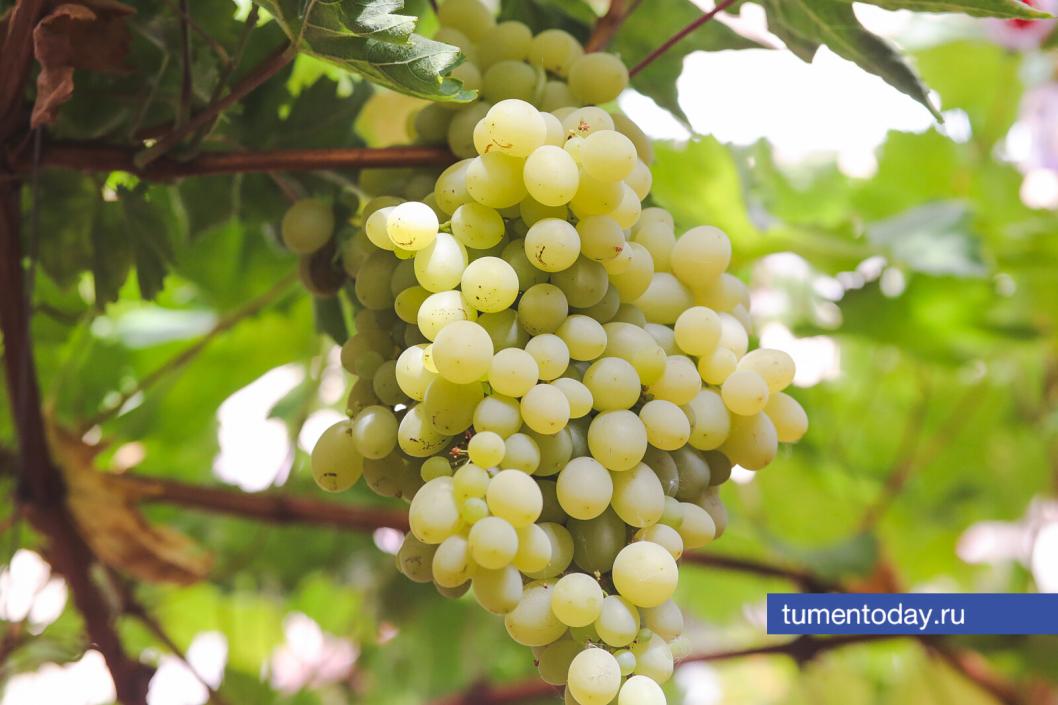 Фото Дениса Моргунова