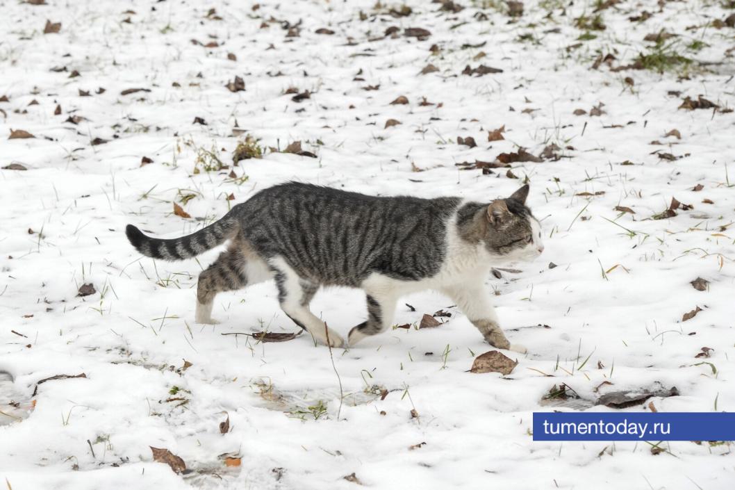 Как помочь бездомным животным пережить тюменские морозы
