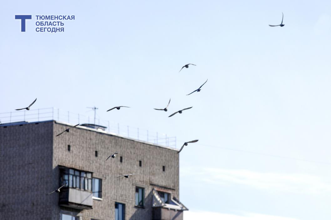 Орнитолог разъяснила тюменцам, почему не нужно кормить птиц весной