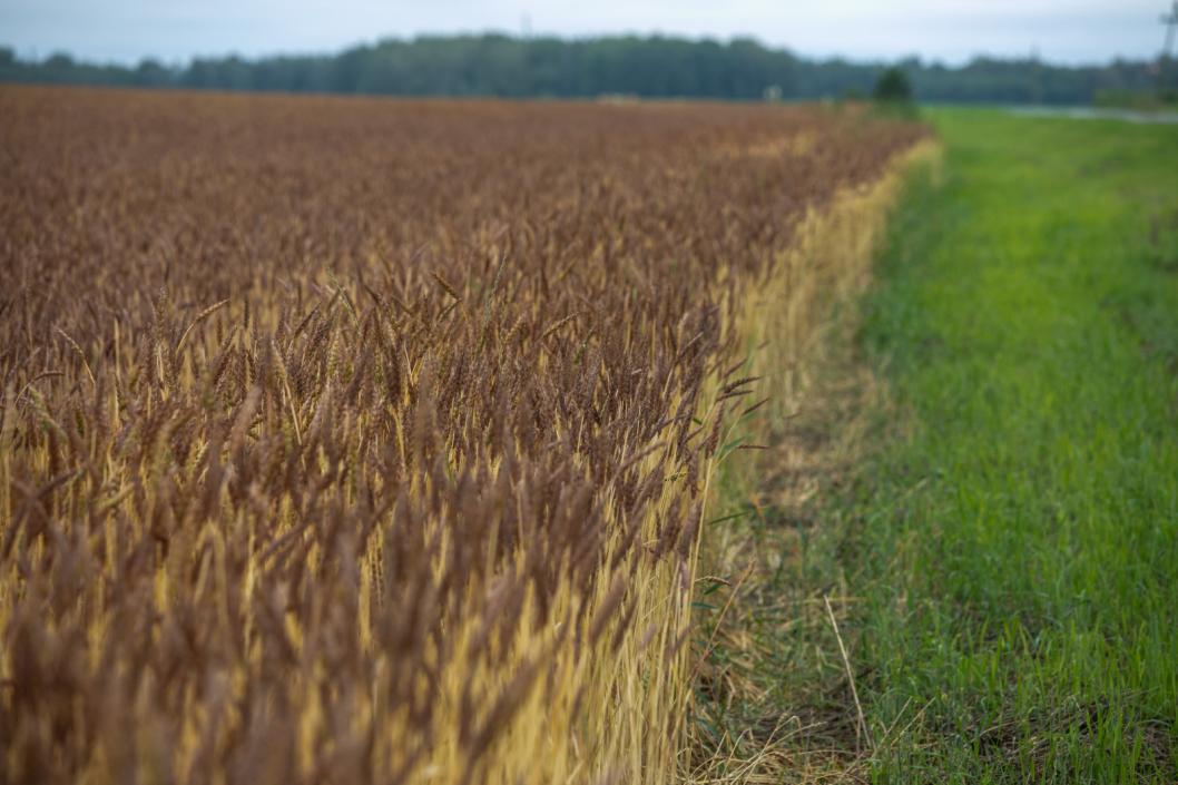 Более 14 тысяч тонн сена заготовили сельхозпроизводители Тюменской области