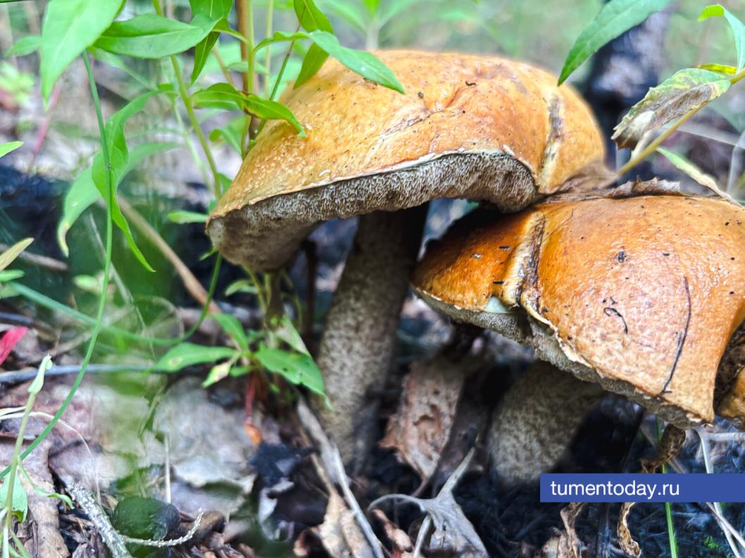 Фото Дениса Моргунова