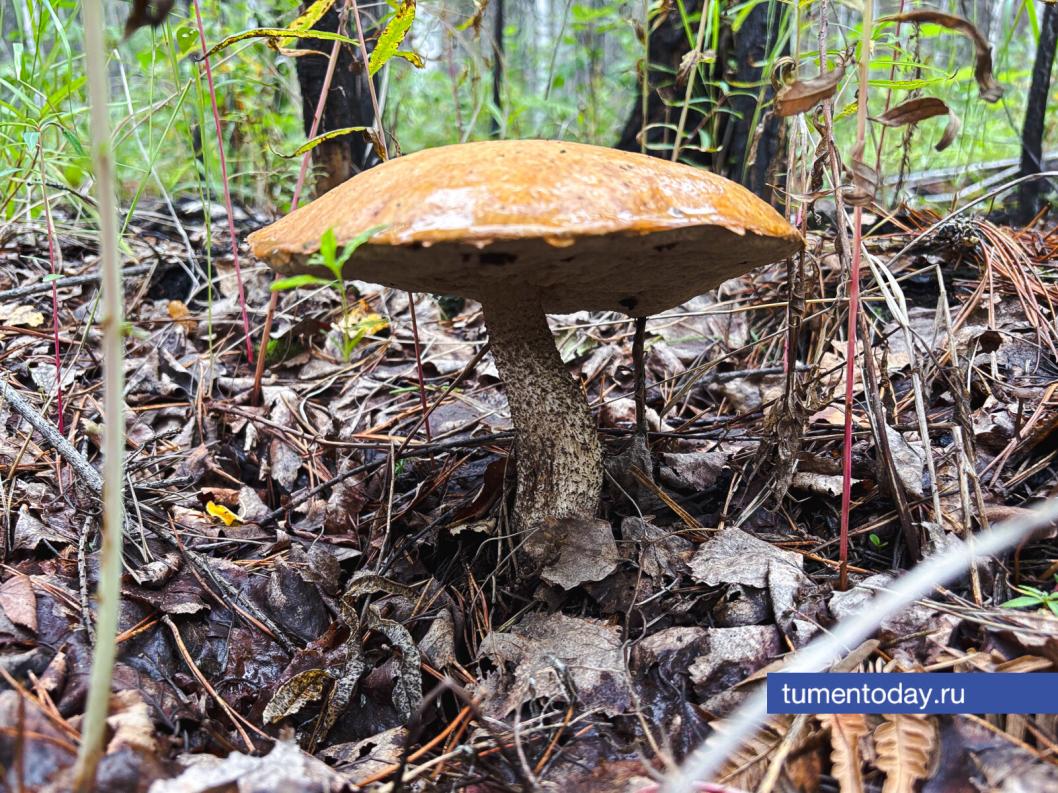 Фото Дениса Моргунова