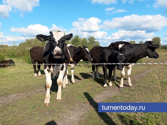 Фото Михаила Кривощекова