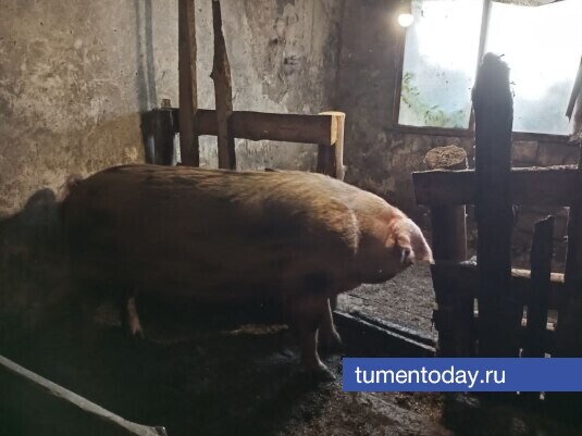 Фото Михаила Кривощекова