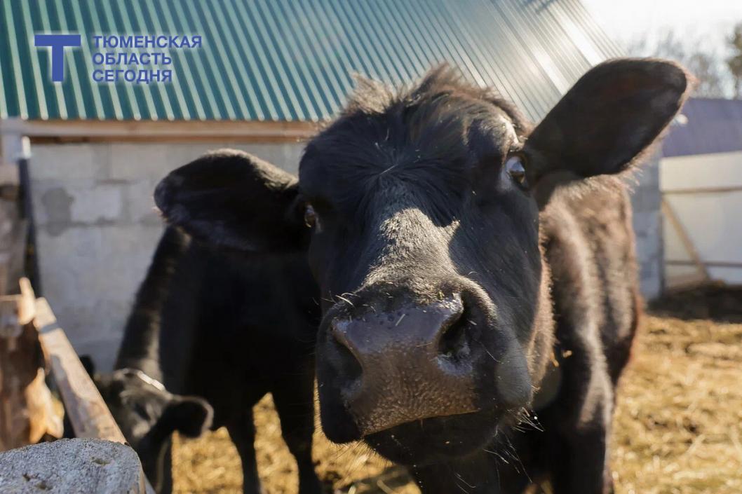 #НикудаНеУеду в Тобольском округе: о секретах успеха на селе