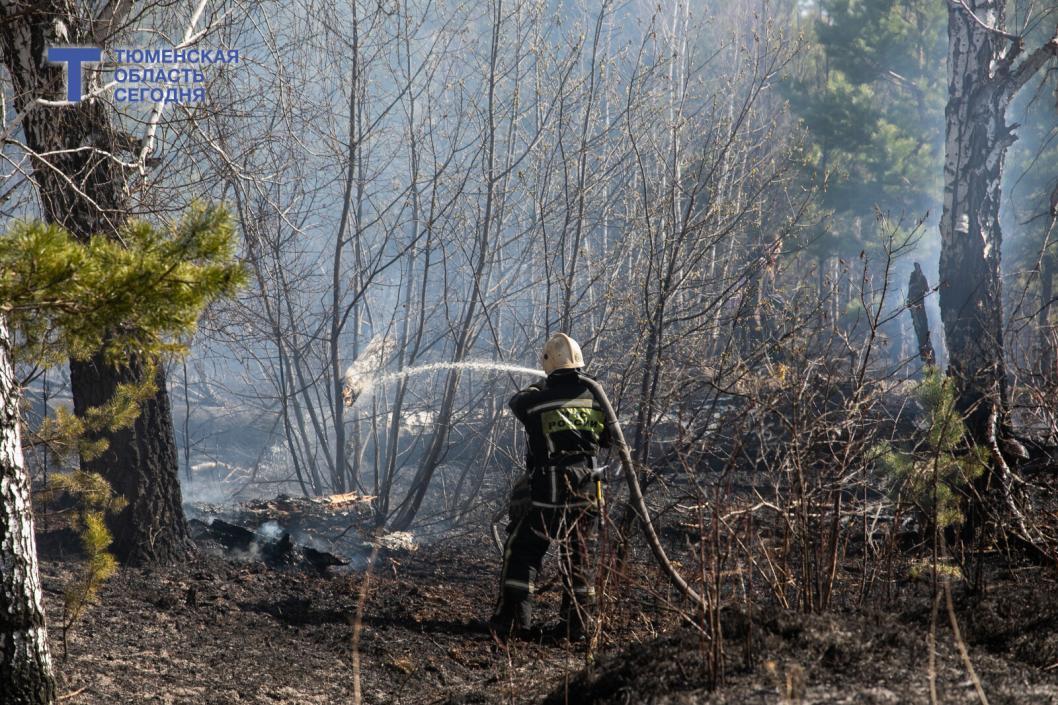 Косить траву на своем участке –  обязанность, а не право: в Тюмени усилили контроль за пожарной безопасностью