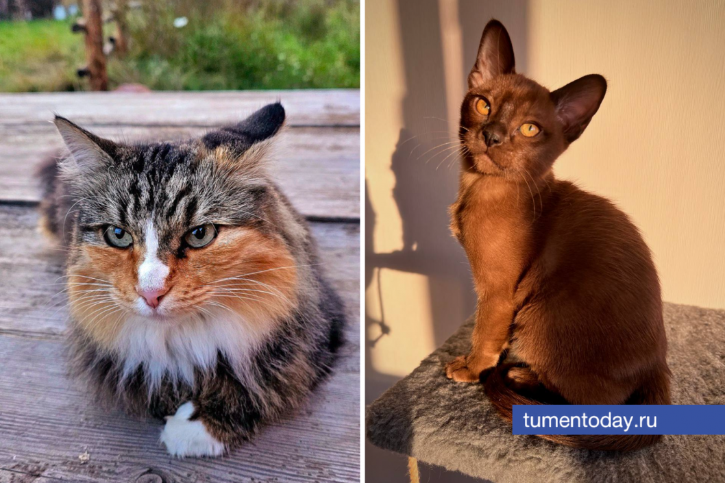 Фото Дениса Моргунова и Юлии Комнатовой