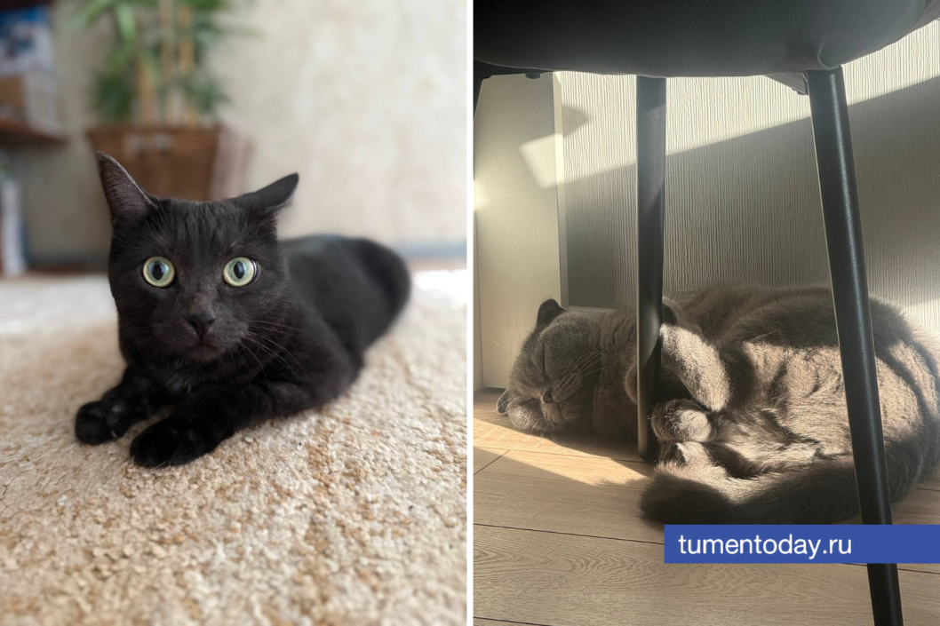 Фото Юлии Комнатовой