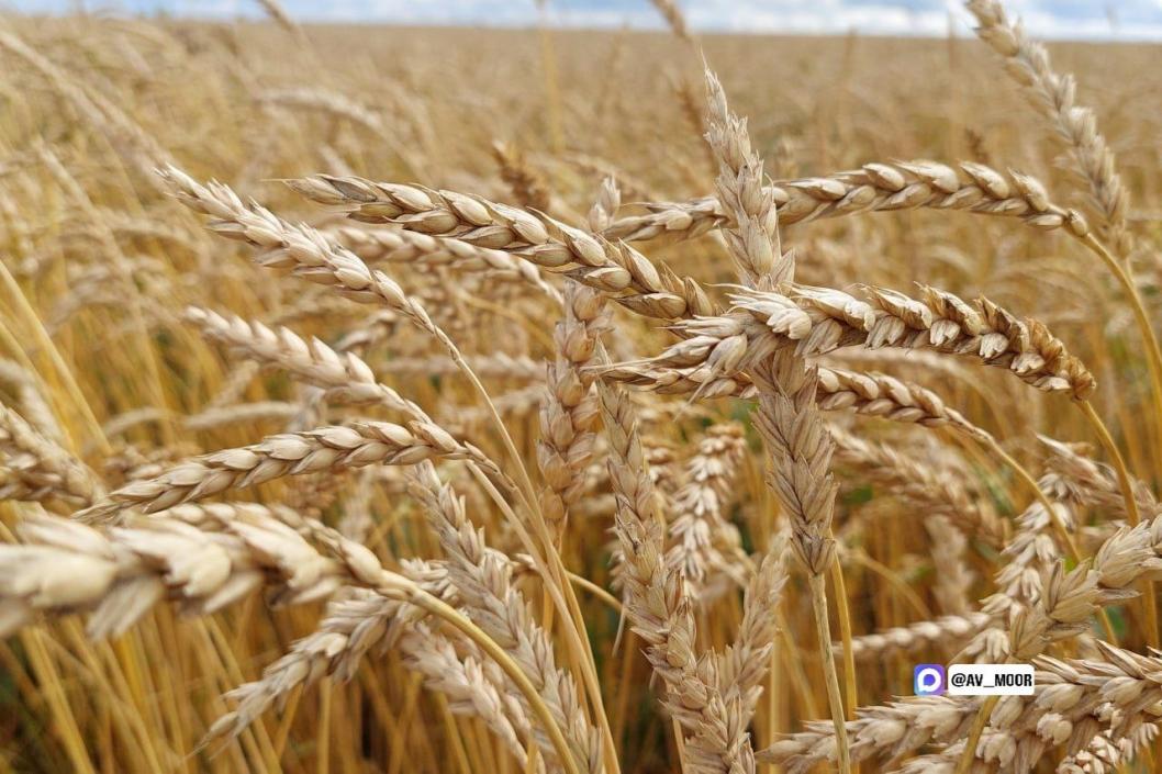 Фото из телеграм-канала Александра Моора