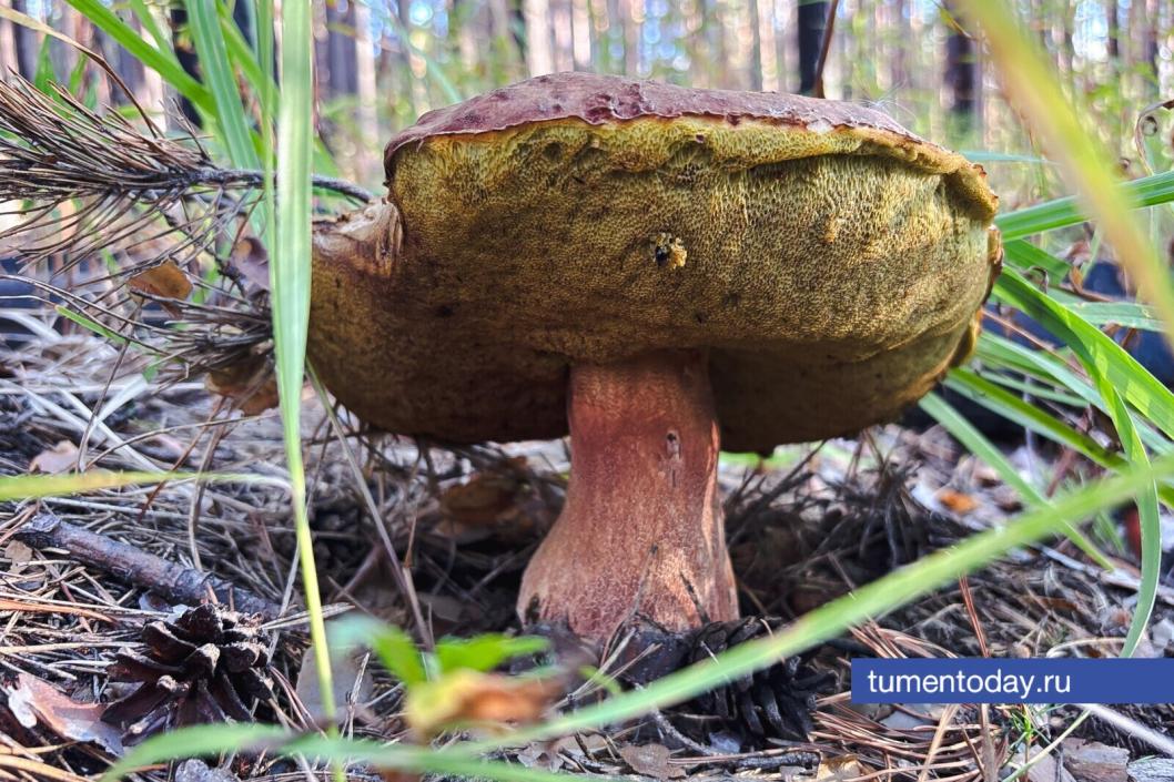 Фото Дениса Моргунова