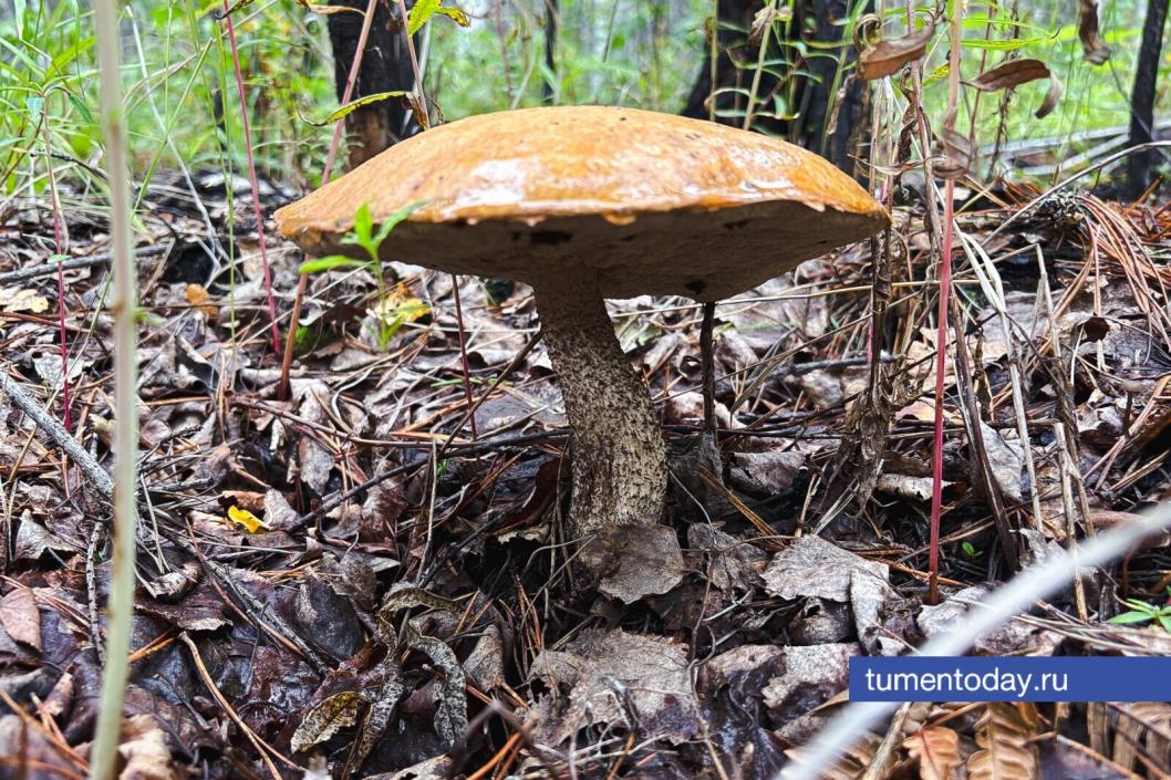 Фото Дениса Моргунова