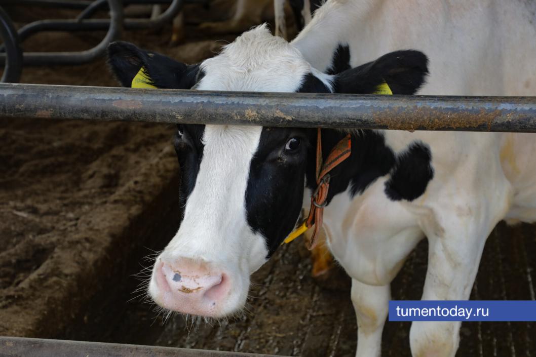 Фото Сергея Куликова