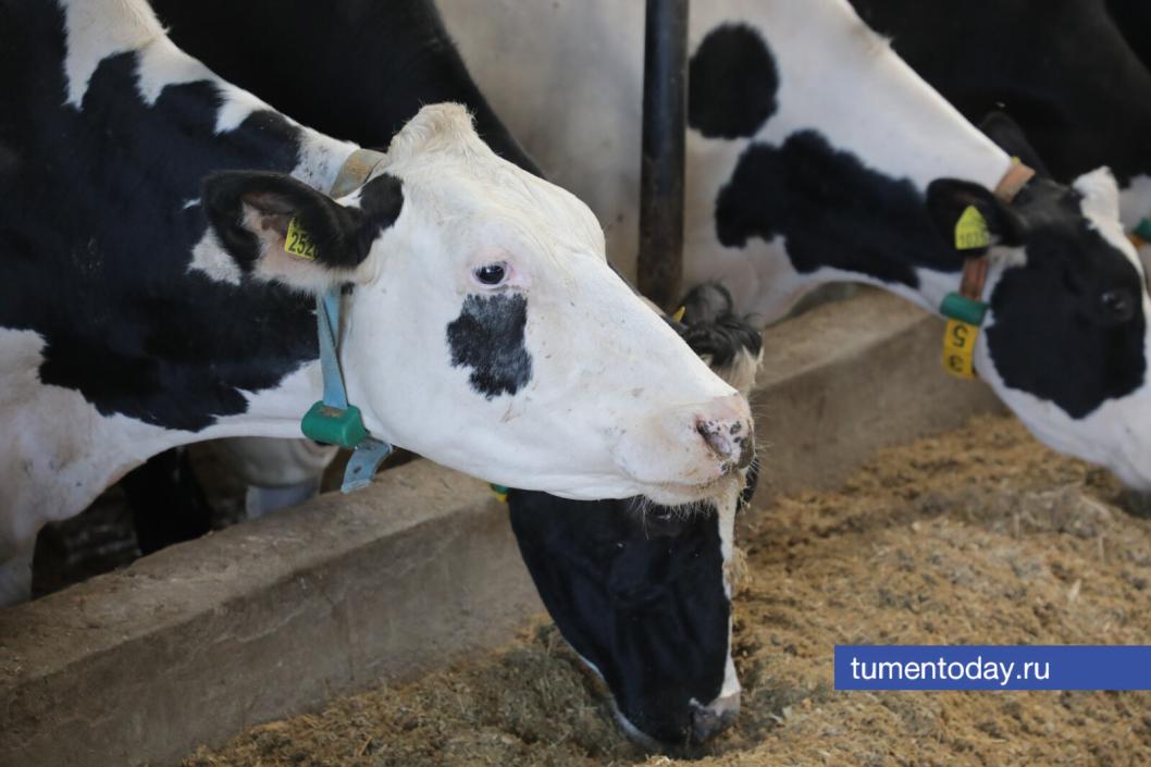 Фото Сергея Куликова