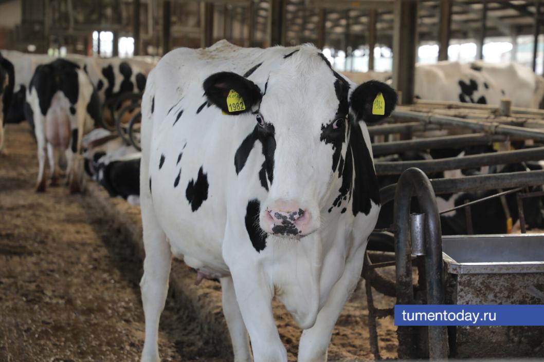 Фото Сергея Куликова