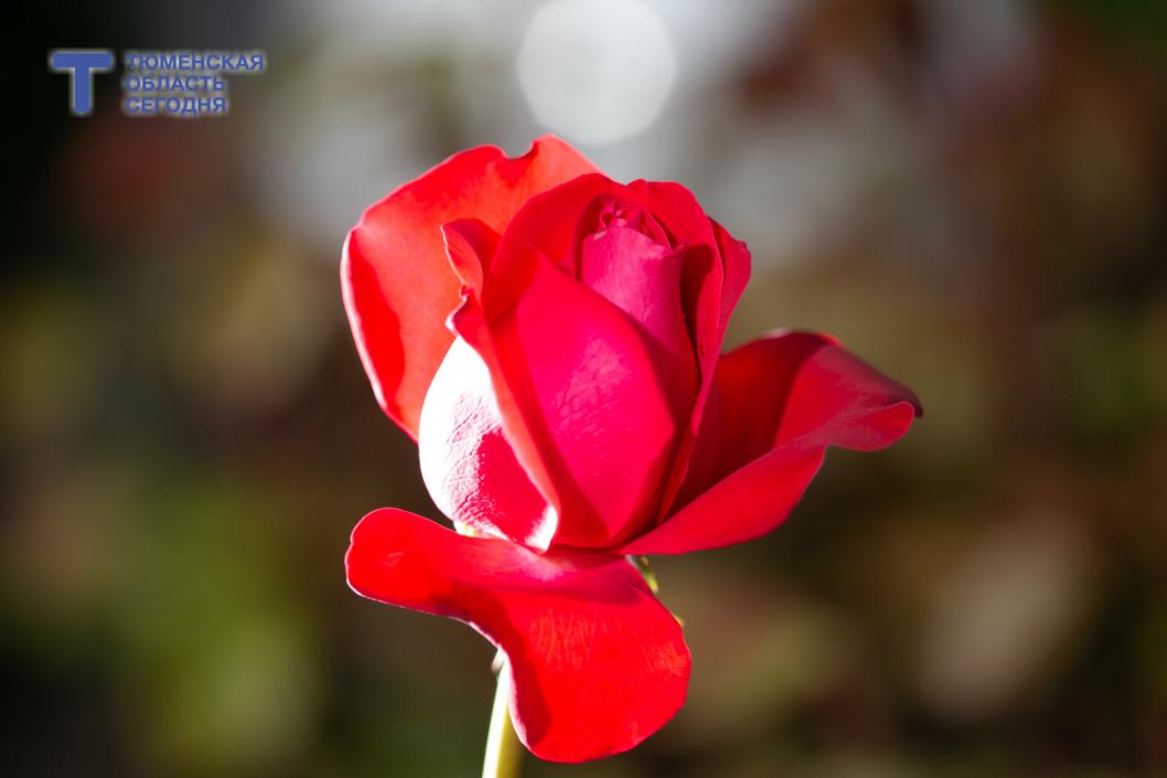 Советы садоводам: как разбудить розы после зимы