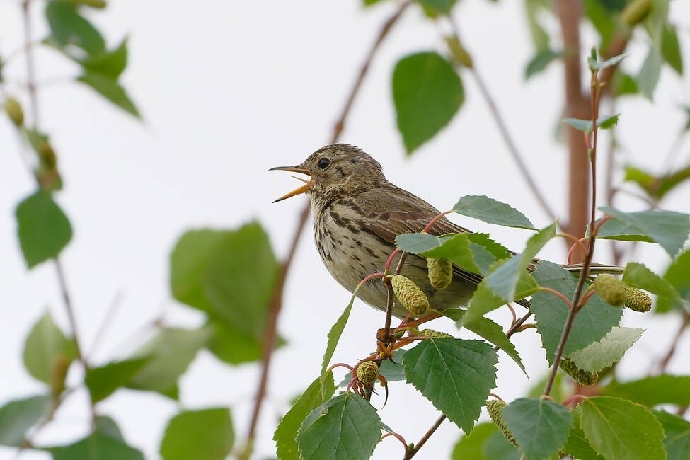 Фото: Тюменское отделение Союза охраны птиц России, vk.com