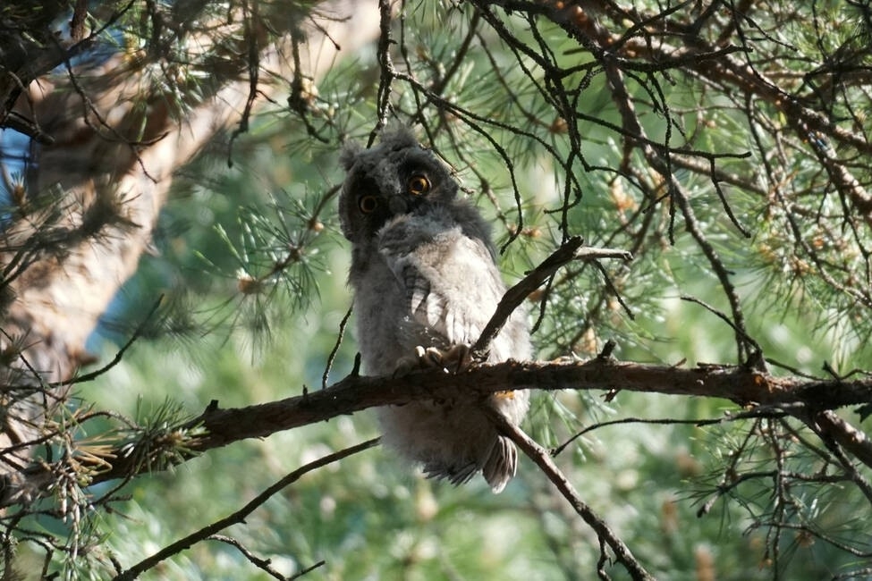 Фото: Тюменское отделение Союза охраны птиц России, vk.com