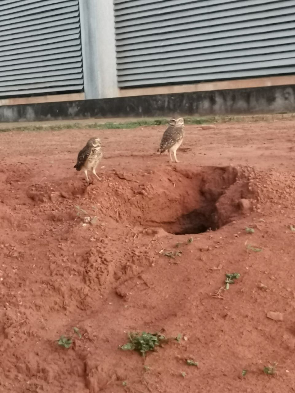 Совы по всему городу живут в ямках | Фото Алексея Вязовикова