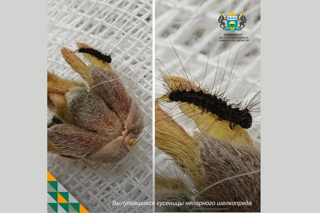 Фото департамента лесного комплекса Тюменской области