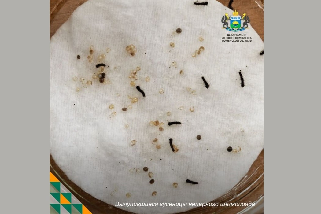 Фото департамента лесного комплекса Тюменской области