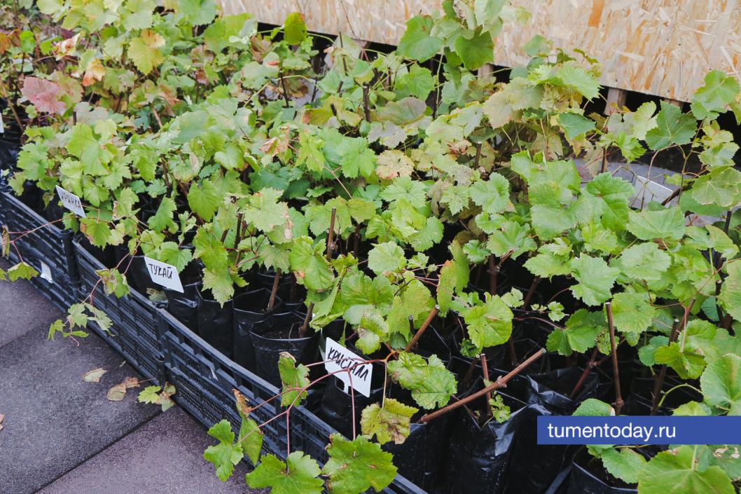 Фото Дениса Моргунова