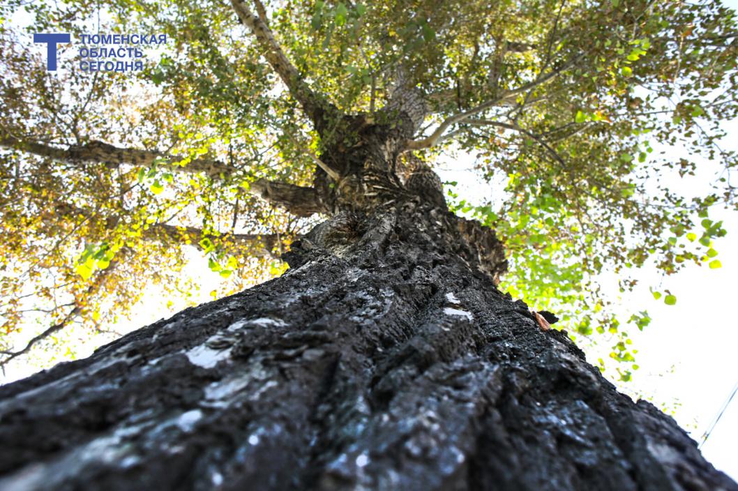 Почему каждую весну Тюмень утопает в тополином пухе – объясняет ботаник