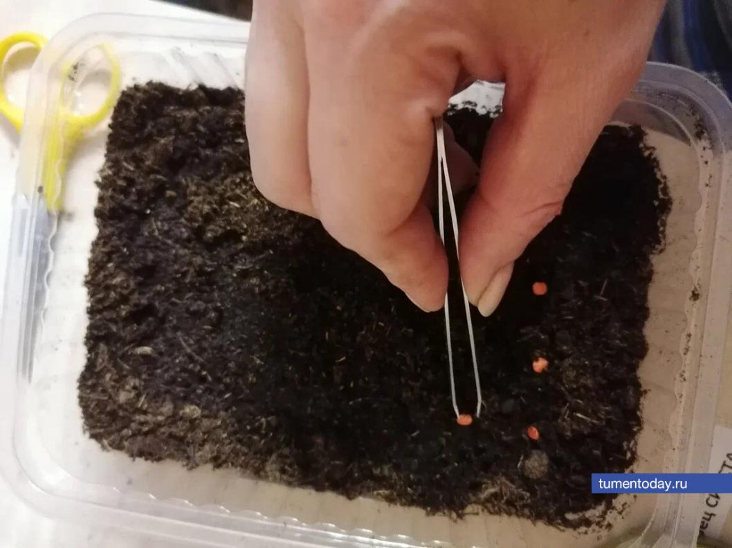 Дачный сезон близко: что посеять в феврале?