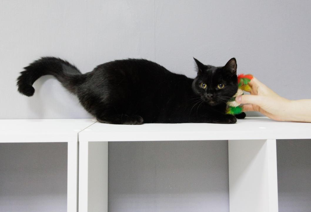 Фото благотворительного фонда помощи животным «Потеряшки»