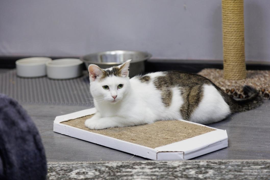 Фото благотворительного фонда помощи животным «Потеряшки»