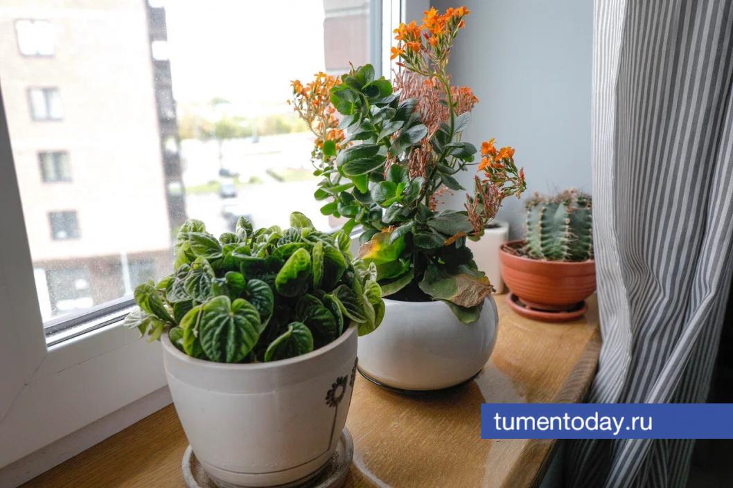 Тюменский садовод рассказала о микроэлементах, которые нужны растениям