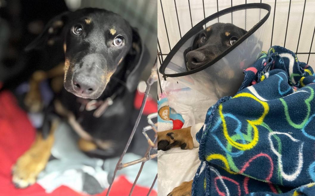 Тюменский психолог объяснила причины жестокого обращения с животными