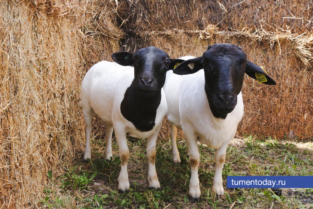 Фото Дениса Моргунова