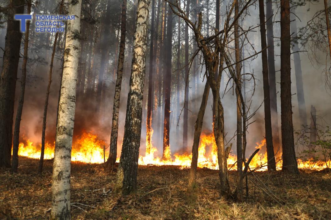 2600 человек и 1300 машин готовы бороться с лесными пожарами в этом сезоне