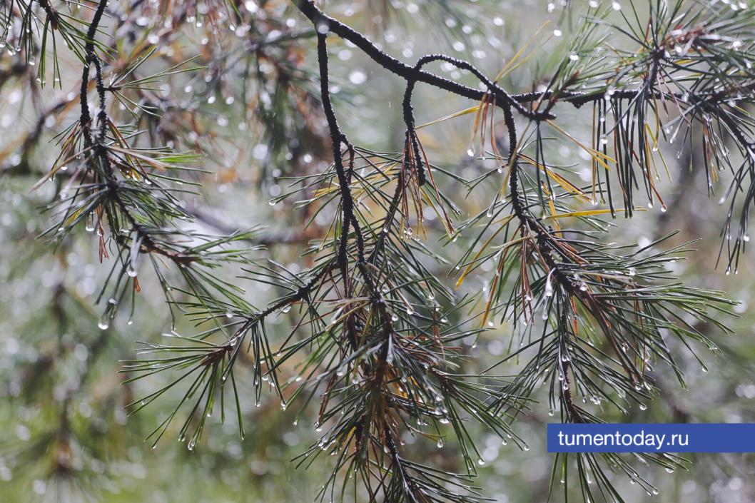 Фото Дениса Моргунова