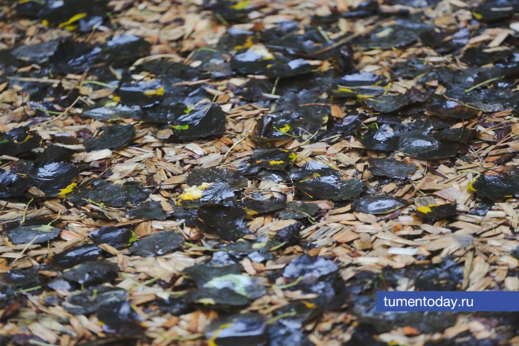 Фото Дениса Моргунова