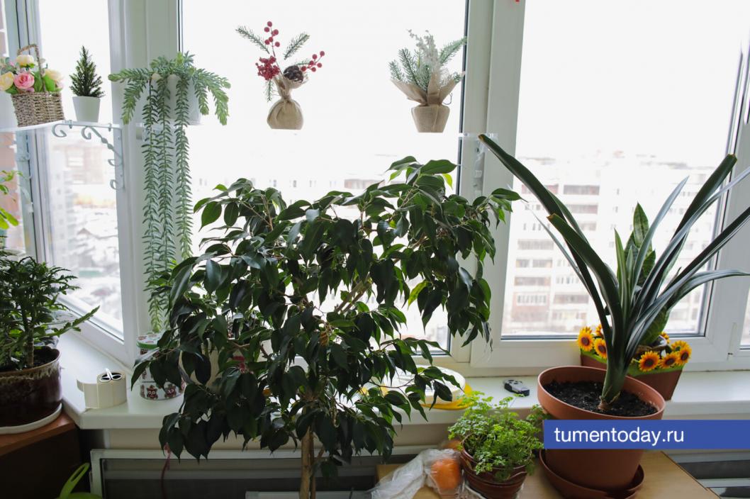 Тюменцам рассказали, как спасти комнатные растения от белого налета в цветочных горшках