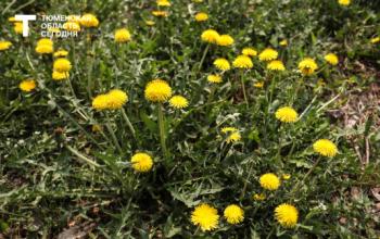 В Тюмени на майские выходные ожидается переменчивая погода, вероятны дожди