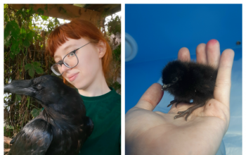 Что нужно знать о работе ветеринара – ответ специалиста из Тюмени