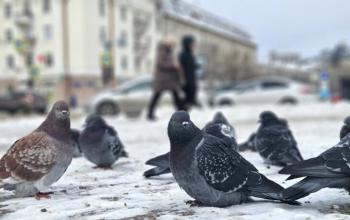 Тюменцев предупреждают о гололедице и порывах ветра до 17 м/с