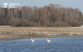 Тюменский орнитолог рассказала, почему лебедей нельзя подкармливать