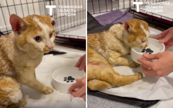 «Он мурлыкал, даже когда ему делали больно»: история кота, которого спасли из канавы в Тюмени