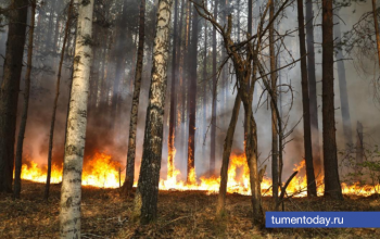 В Тюменской области предстоит «удержать» площадь лесных пожаров в пределах 29,7 тысячи га 