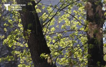 30 апреля Тюмень ожидает солнечный день, до +17 градусов