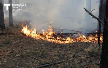Тюменские пожарные потушили лесной пожар на площади 23 гектара