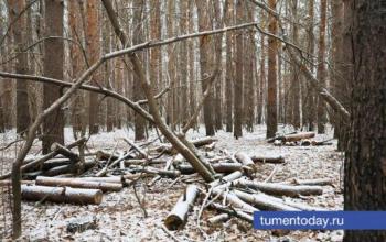 В Голышманово мужчина незаконно срубил деревья на 115 тысяч рублей
