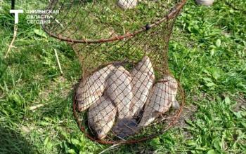 Опасный карась, подозрительный язь: в Тюменской области 846 случаев заражения описторхозом